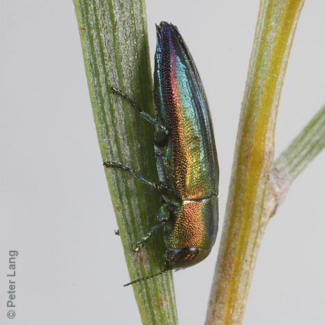 Melobasis aurocyanea, PL1487, male, on Acacia rigens, EP, 8.9 × 3.0 mm